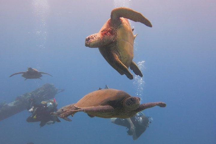 Turtle & Shark Scuba Dive i Lahaina: Certifierad