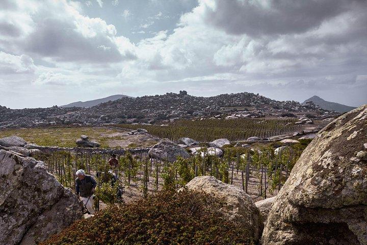 Private Food Tour & wijnproeverij op het eiland Tinos met een local