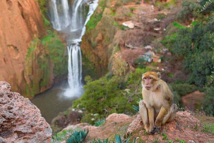マラケシュからのOuzoud Waterfalls Private Day Trip