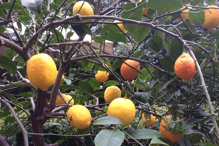 Visite privée des jardins secrets de Londres