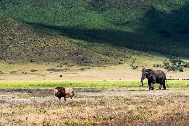 7-dagars migrationssafaris -lodge