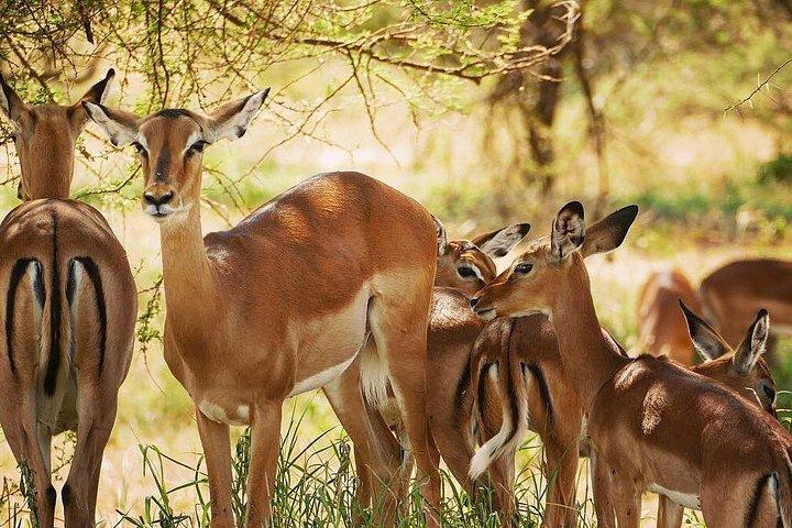 7 days migration safaris -lodge