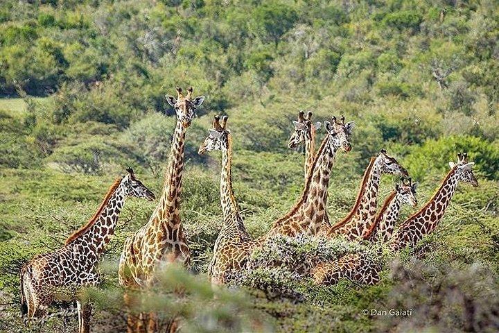 6 días de safaris en el lodge
