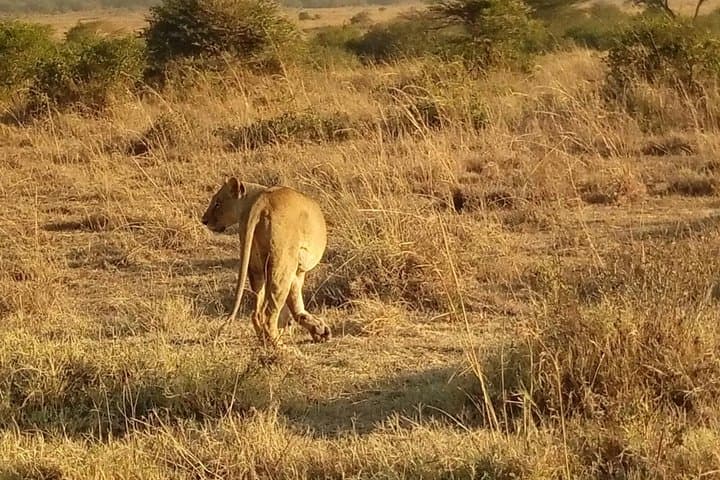 Nairobi Safari/elephant orphanage/giraffe centre 6.a.m TO 1.p.m