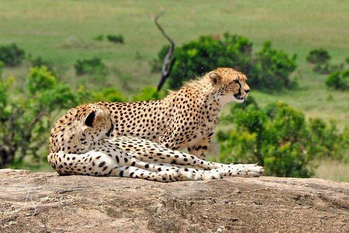 7 Days Tuji- Enjoy Kenya Safari (MINIMUM 2 PAX)