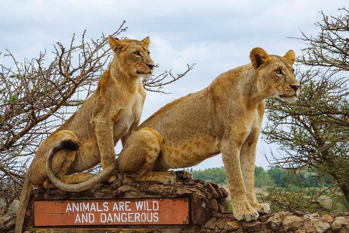 Nairobi National Park Morning Game Drive