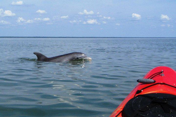 Fuldt guidet kajak Backwater Manatee og Dolphin Tour