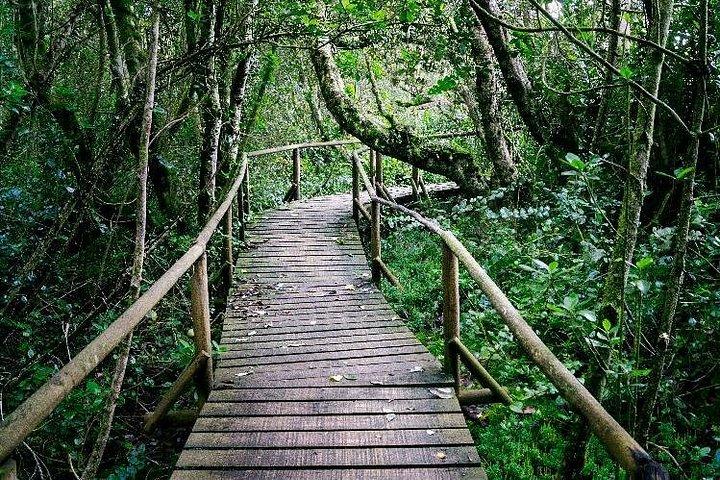 Valdiviano Forest, Parque Nac. Fray Jorge, Valley of Charm FD