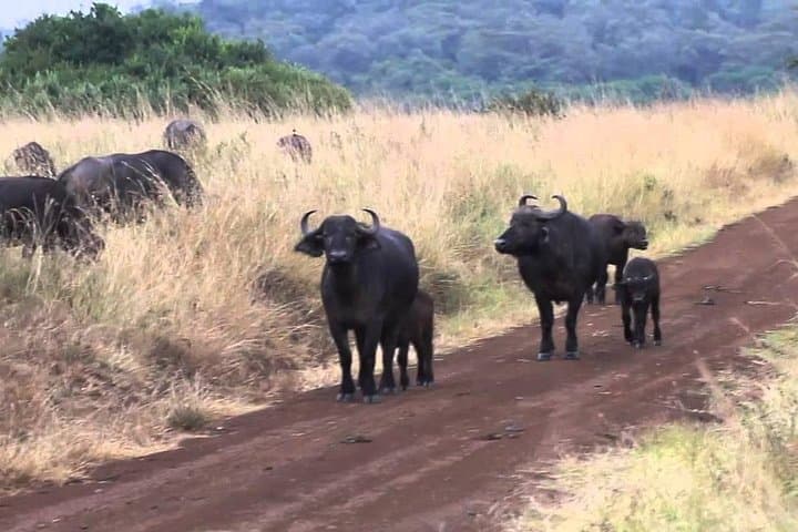 Lake Nakuru National Park day tour from Nairobi