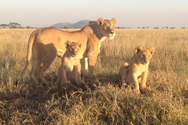 4 dagar spännande Camping Safaris Serengeti Tanzania