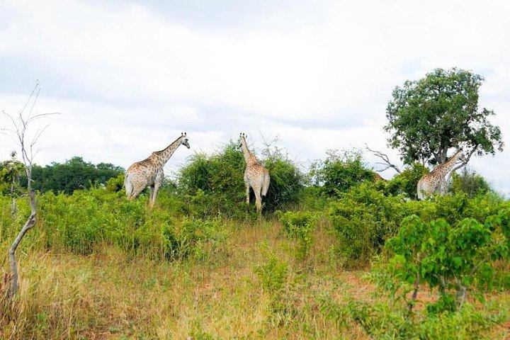 Chobe Day Trip i Botswana