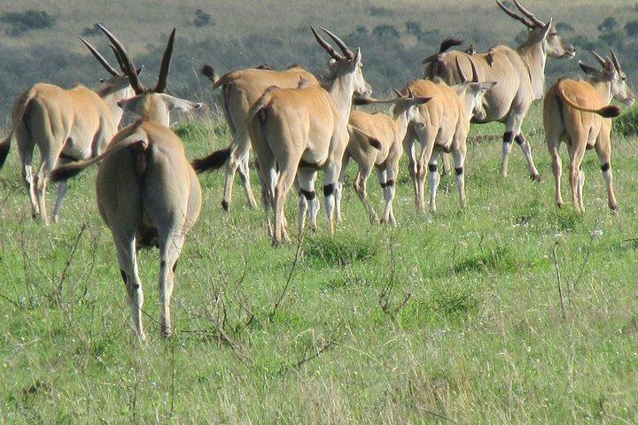 3 Tage Masai Mara