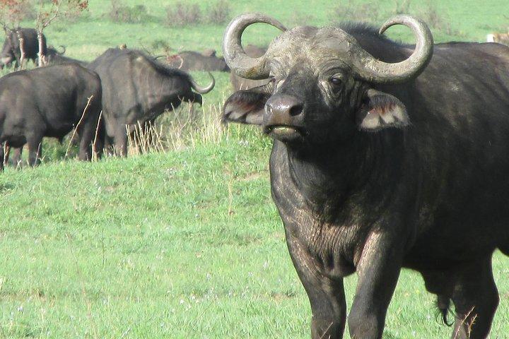 3 Tage Masai Mara