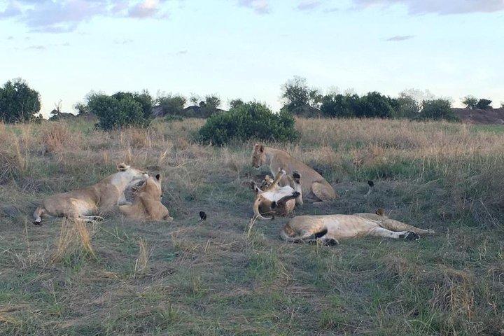3 Tage Masai Mara