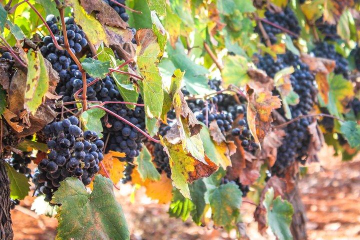 visite guidée des vins d'Israël