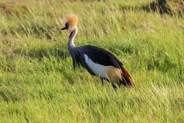 Lake Nakuru National Park day tour from Nairobi