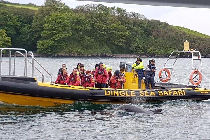Expérience côtelée exaltante - Dingle Safari en mer