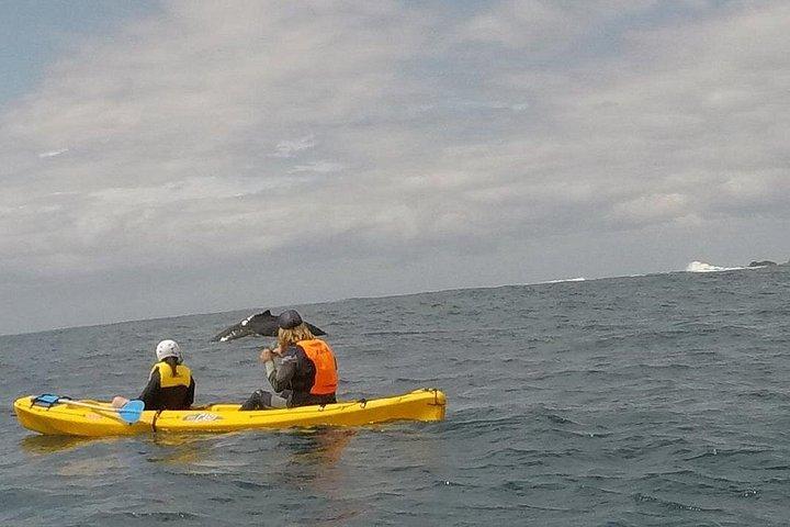 The Byron Bay Sea Kayak Tour