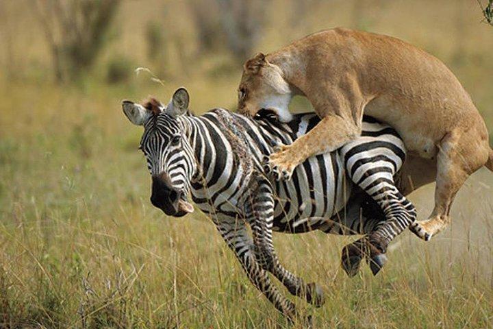 7 Tage Kenia Luxus Urlaub Safari