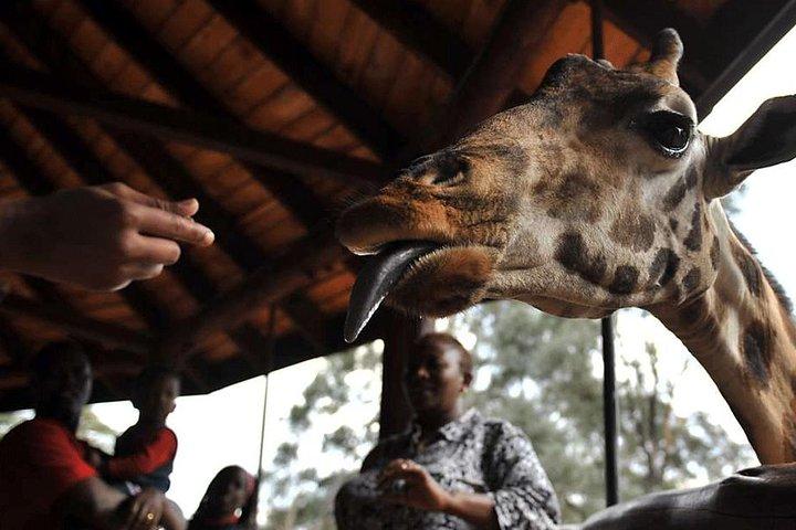 Giraffe Centre, Kralentour, Karen Blixen Museum