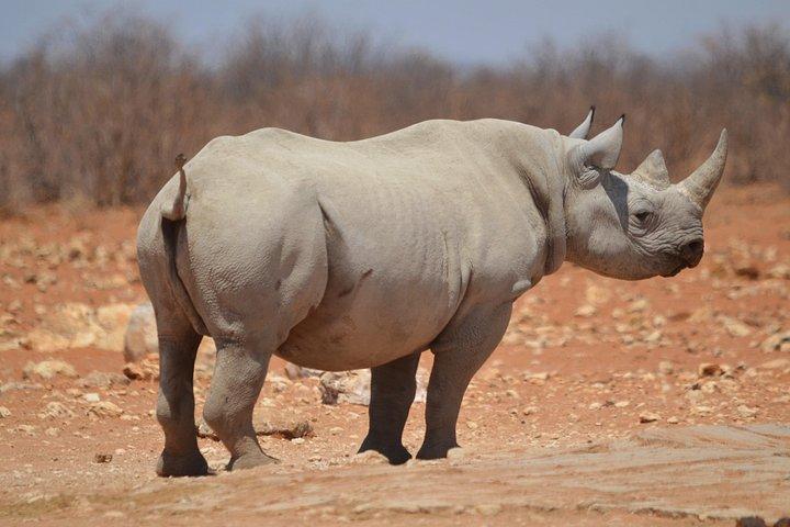 プライベートアドベンチャー：4×4ランドクルーザーでのナイロビ国立公園ツアー