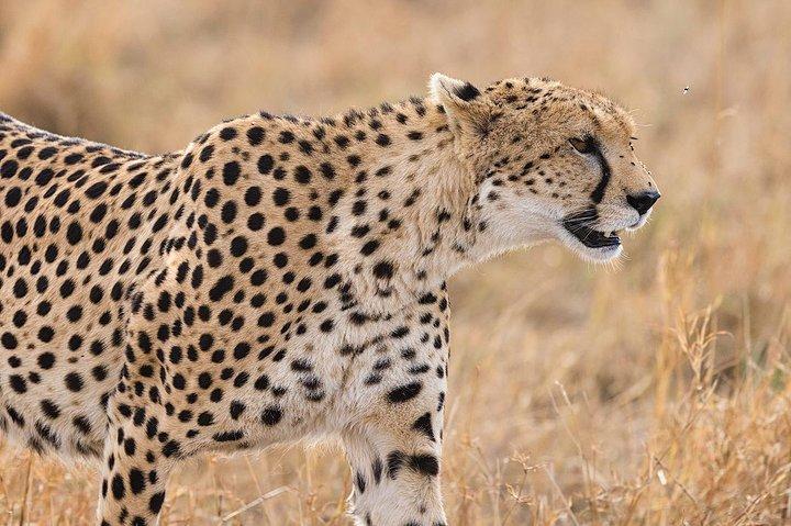 Safari Amboseli di due notti (medio raggio)