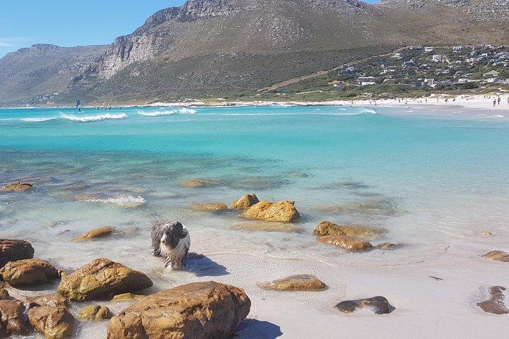 Private Tour Of Penguins, Cape Of Good Hope & Peninsula.