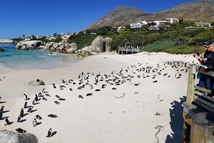 Private Tour der Pinguine, Kap der Guten Hoffnung & Halbinsel.
