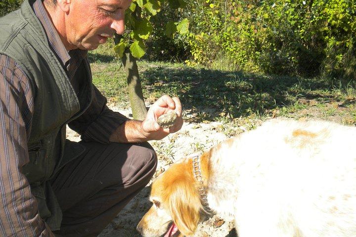 Truffle Hunt & Wine Tasting