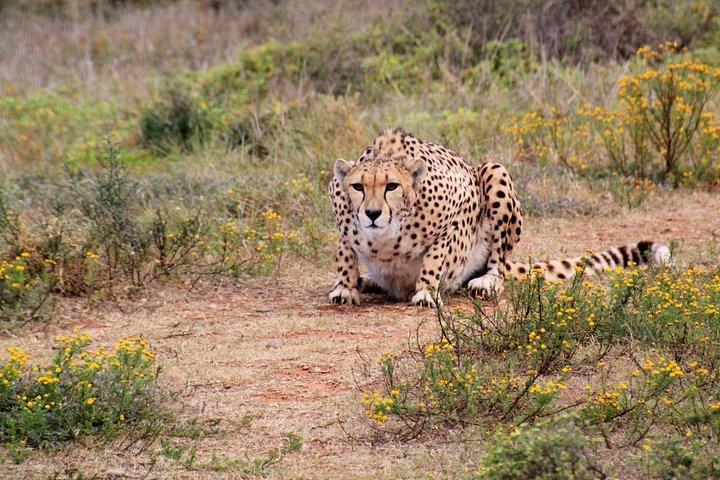 Two Nights (Mid-Range) Amboseli safari
