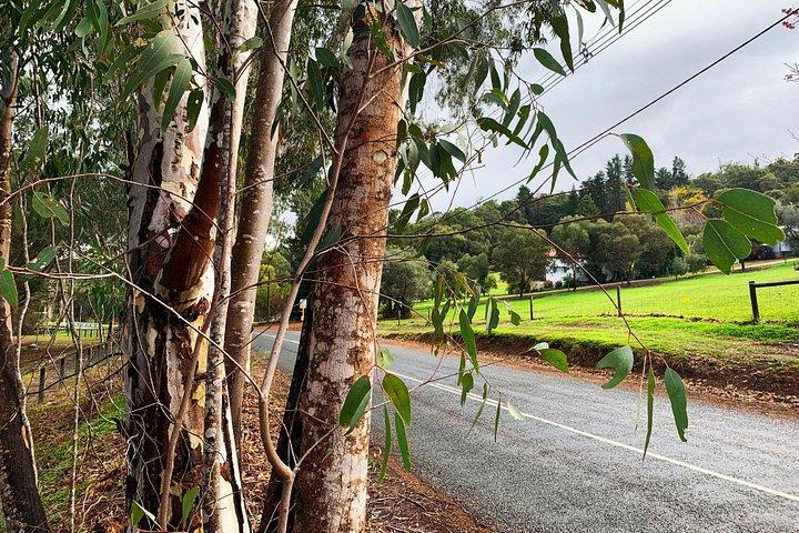 Perth Hills Explorer Private Day Tour