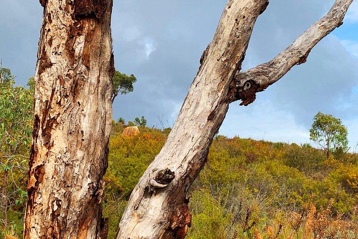 Perth Hills Explorer Private Day Tour