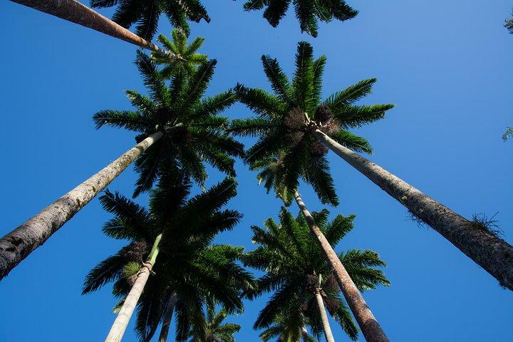 Jardim Botânico e Parque Lage Tour Privado com um Fotógrafo
