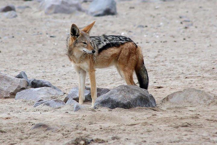ナミビア砂漠、スワコプムント、エトーシャ国立公園での7日間のキャンプ