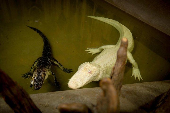 ニューオーリンズからの送迎付きエアボートライド