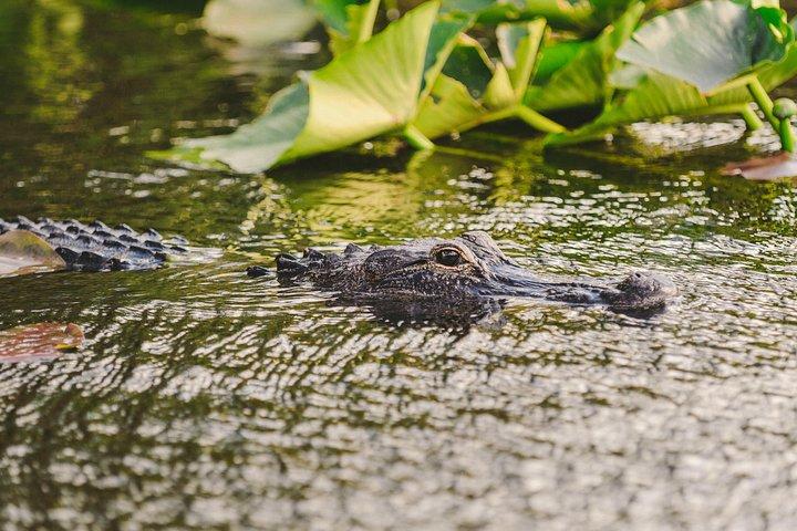 Tour VIP in idroscivolante delle Everglades con trasporto incluso