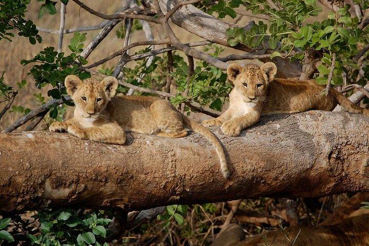 3 Days 2 Nights Tsavo East Taita Hills Game Sanctuary on Stilts