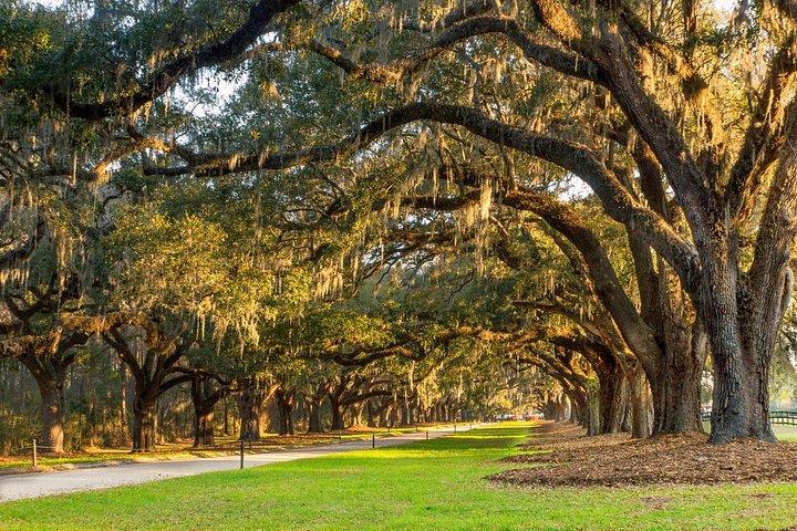 Adgangskort til adgang til Boone Hall Plantation