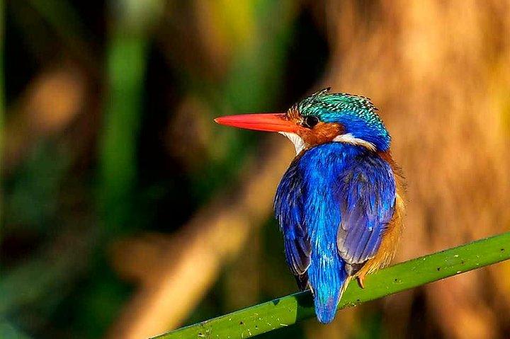 6 dages privat safari Tanzania