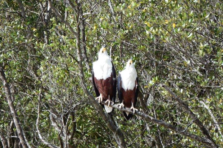 Flusspferd- und Krokodilbootsfahrten im iSimangaliso Wetland Park