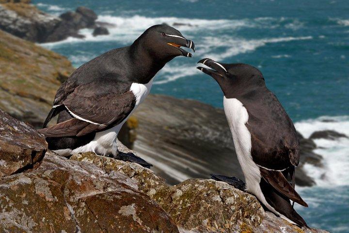 小グループ-ゴールウェイから1日で行くクリフクルーズとアラン諸島