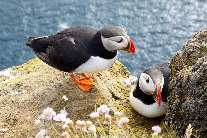 Kleine groep - Kliffencruise en Aran-eilanden in een dag vanuit Galway