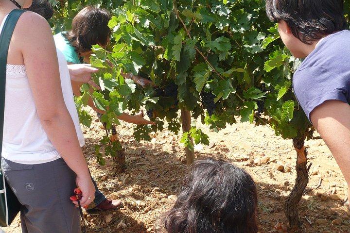 Ribera del Duero Weingüter Führung & Weinprobe ab Madrid