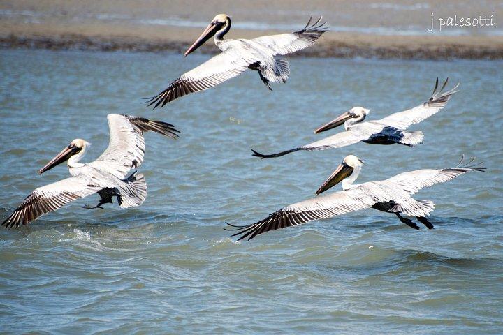 Red Boat Tours - Delfin Odyssee und Sightseeing Tour