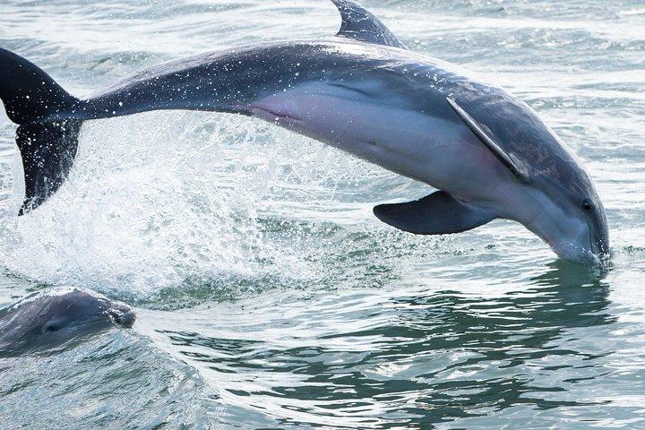 Red Boat Tours - Delfin Odyssee und Sightseeing Tour