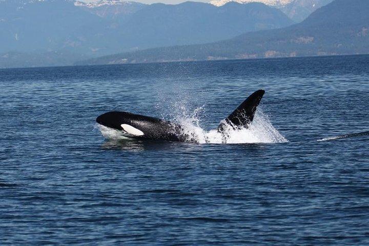 Excursion en zodiaque à Vancouver Whale Watch avec Guide