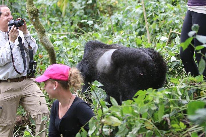5 Tage Gorilla & Wildlife Safari in Uganda
