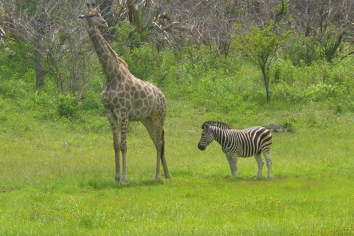 日帰り旅行-ポンタ・ド・オウロ:イルカ、クジラ、シュノーケリング、ダイビング&サーフ