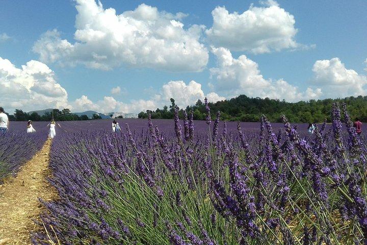 Provence, Vineyards and Lavender Fields Private Day Trip