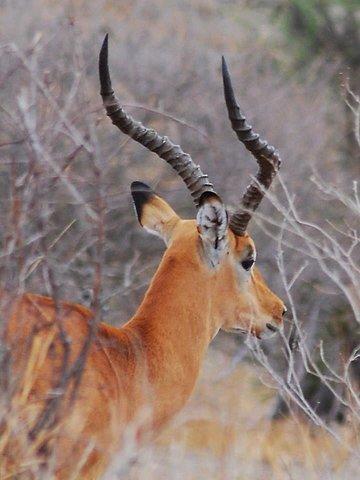 4 dagar spännande Camping Safaris Serengeti Tanzania
